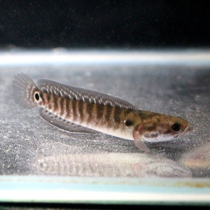 雷龙鱼苗,红月鳢,七星鱼30条50元  包邮包损,冷水观赏鱼