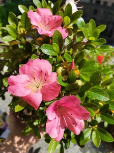 日本皋月杜鹃,晓天.精品矮霸,盆养多年,根盘发达.花色艳丽