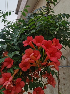 盆栽凌霄花中华凌霄花带土球带花发货