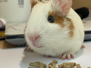 短顺豚猪荷兰猪粮食活体猪猪彩豚荷兰鼠活物