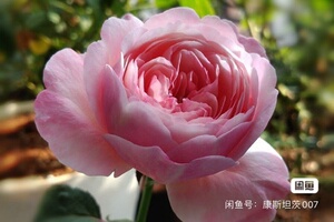 360人付款天猫友禅系列环 美空月季 灌木多季勤花阳台庭院花园盆