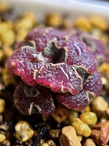 蝴蝶勋章超蝶超级蝴蝶肉锥