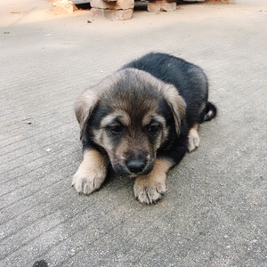 家里大狗生的,狼狗串的,属于大体型犬,看家护院的一把好手,特