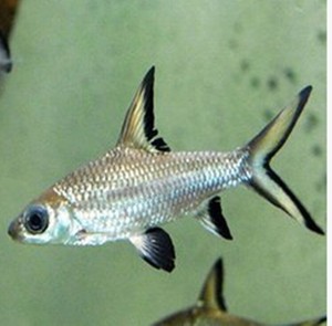 银鲨鱼 淡水热带鱼观赏鱼小银鲨 水族宠物鱼温和 可混养5-7