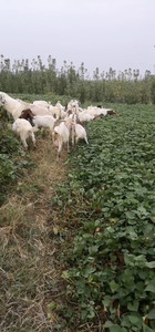 西农羊场拉回来的萨能奶羊、后代小公、6个月、90斤重、适合农