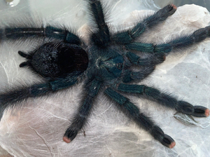 巴西蓝绿粉趾 2.5-3cm苗子 展示图为成体母