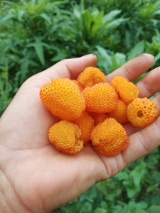 红腺悬钩子(空心树莓)苗,存活率高,想要的快下手