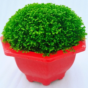 情人草 幸福草 净化空气 绿地球 桌面 细甲醛 盆栽花卉易养