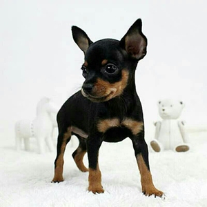 纯种小鹿犬小型犬宠物狗狗鹿狗幼犬活体黄色铁包金家养迷你笃宾犬