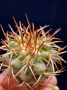 黑王孤龙丸龙爪球属仙人球