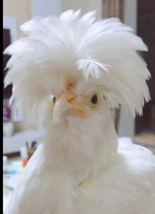 有纯白帽子鸡和白头翁帽子鸡!帽子鸡蛋不多只