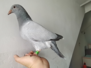 无杠灰信鸽,无杠灰鸽子纯种进口原环美国克拉克信鸽子代,全网可