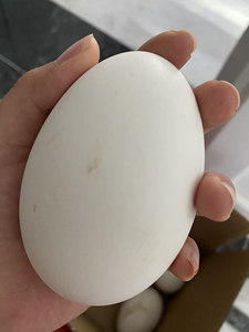 鹅蛋一个