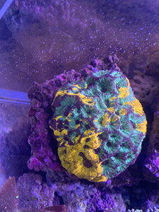 【菊石脑珊瑚】菊石脑珊瑚品牌,价格 - 阿里巴巴