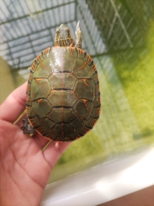 杂锦龟,公龟,东西杂暗纹红纹红腹全品7-8厘米.东锦西锦南锦