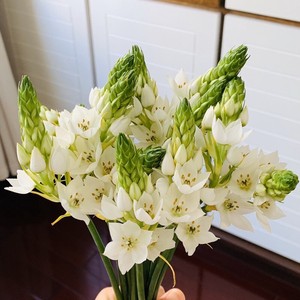 云南昆明基地直发雀梅白色鲜花10枝/扎包邮 送保鲜剂