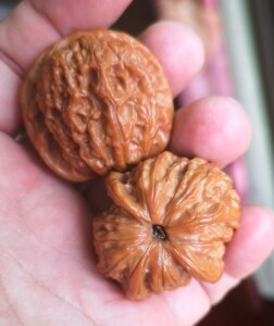 血麒麟狮子头文玩核桃手把精品,又叫平谷骰子,贵妃狮子头,今年