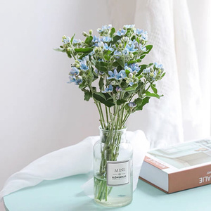 日本蓝星花鲜花客厅室内插花婚礼手捧花广州花市直发