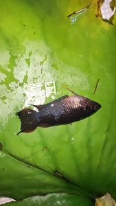 中国斗鱼蓝型越黑母鱼抱卵，6-8㎝一条10元两条20包邮包活