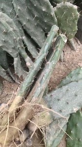 黄大刺,25厘米左右高,有根单掌,8每颗