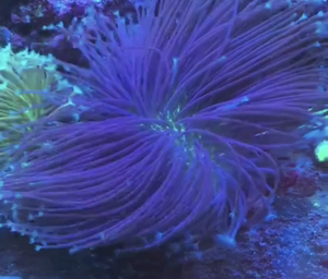 金针菇珊瑚皮革