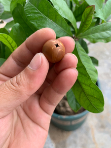 梅林铁核四花