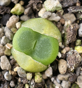 水晶鞋肉锥肉锥水晶鞋sh1212,开花母本株,有2w颗打包超