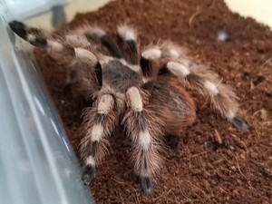 巴西黑白脚蜘蛛