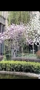 出一款粉色的木兰花树，树高约有三米，树形优美，枝繁叶茂。木质