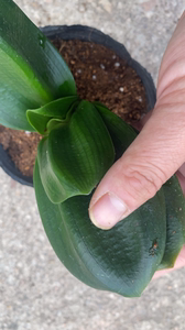 000人付款淘宝微型,小型君子兰,纯国兰小型兰,植株短小,座基好,叶子有