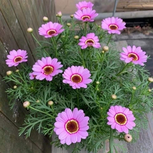 玛格丽特大眼睛木筒蒿四季开花室内外大盆栽,偏远地区不包邮.