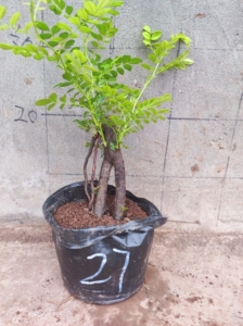 刺梨提根盆景老桩,只包到手鲜活,包邮非偏远,带部分土发货