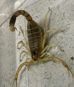 以色列金蝎成体,母,黑粗尾蝎成体8l,母,打包出售