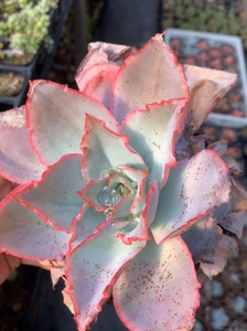 多肉植物 冰与火 蓝光杂 如图 叶展12公分左右 随机发货