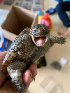 出精品杂佛鳄龟碌,背甲6至7厘米,健康全品,22一个三个起包