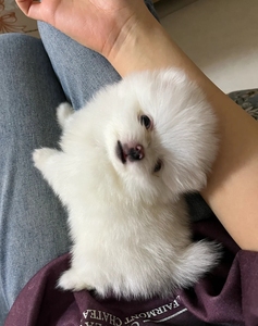 tb242581143淘宝比熊幼犬宠物卷毛家养纯种小狗幼崽狗狗长不大小体