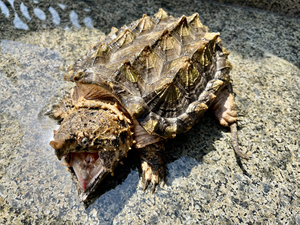 18cm顶级变异大鳄 非家养原色大理石白金wg变异大鳄龟 g