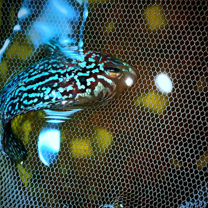 泰金罗汉鱼精品毒苗,红底蛇纹明线满拉线包头尺寸3公分左右