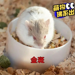 16元一只仓鼠宠物稀有仓鼠 金斑雪球一线花仓琥珀 三线紫仓布