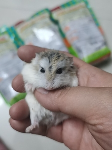 【成年老公公】成年老公公品牌,价格 - 阿里巴巴