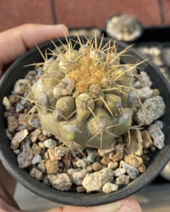 000人付款淘宝孤龙丸—实生 仙人球梅子927380.