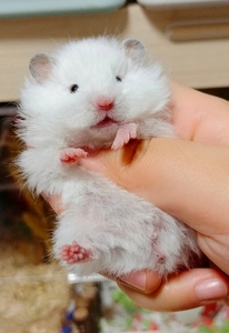 家养长毛金丝熊宠物小仓鼠活物米熊金丝熊虎纹熊纯银波利面纹情侣