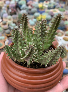多肉植物摩萝科龙角