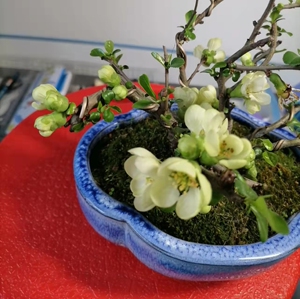 日本白花长寿梅盆景 一本丛林式,尺寸如图,满花苞,喜欢的盆友