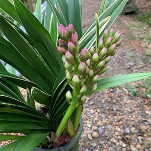 【金边矮种中国龙】建兰带金边兰花苗四季开花植物花卉室内绿植