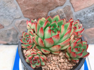 小屋a淘宝自己阳台纯露养的老桩多肉,状态很好,因要搬家出一些,贵妇指