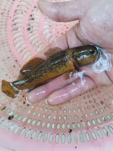 原生鱼,海南华黝 大型虾虎 6条40元包邮 溪流鱼冷水鱼观赏