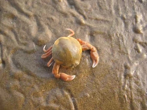 小光头,海水玉蟹,皮实易养活,欢迎选购