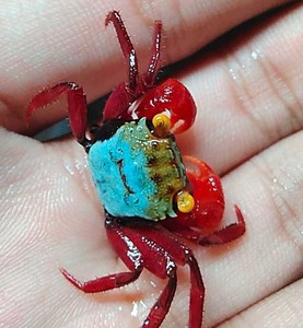 苏拉威西恶魔蟹 番茄恶魔蟹 火焰恶魔蟹 小丑恶魔 吸血鬼恶魔