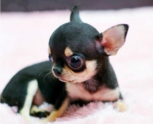 纯种吉娃娃幼犬活体家养小型犬迷你短毛宠物狗